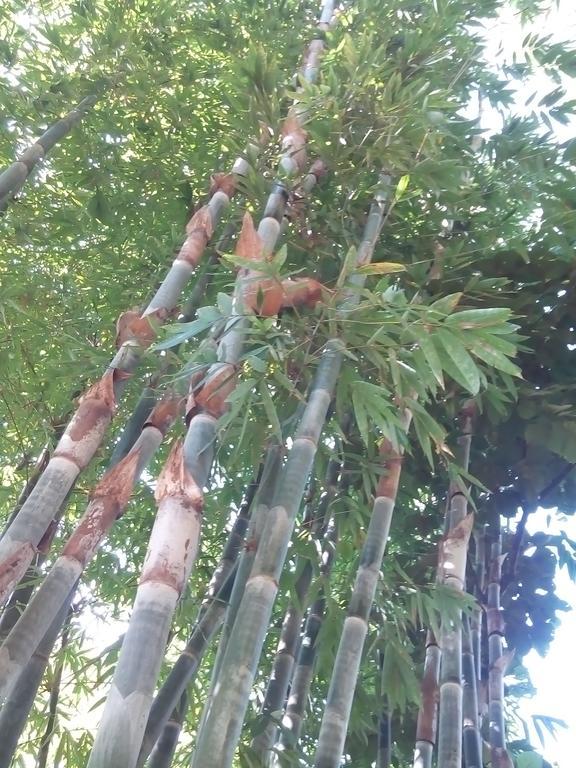 شقة سبرينغ آند فالي فيو تيكَدِيْ المظهر الخارجي الصورة